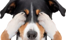 Animal ark dog covering eyes