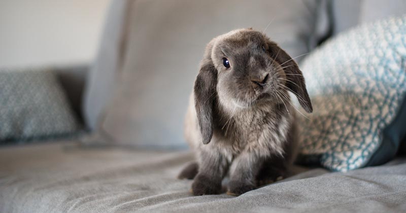 Cute Bunny On The Sofa