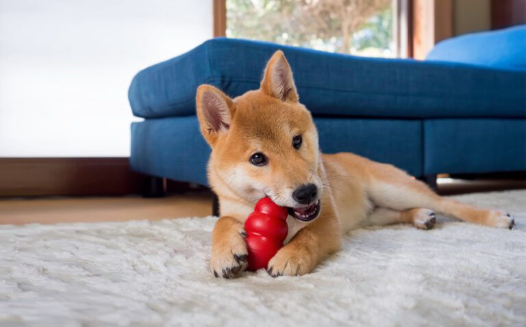 What Chew Toys are Safe for Dogs? | Animal Ark Animal Hospital