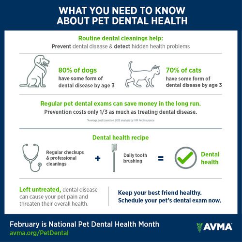 pet-dental-health-month-graphic