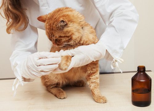 vet-examining-cat's-paw
