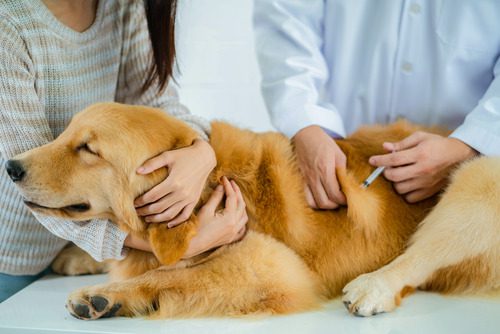 dog-being-held-by-owner-while-receiving-vaccine-from-vet