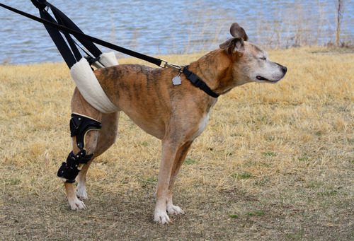 aging-mixed-breed-dog-wearing-orthodic-brace-while-being-held-up-by-a-sling-during-walk