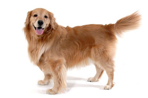 golden-retriever-dog-wagging-its-tail