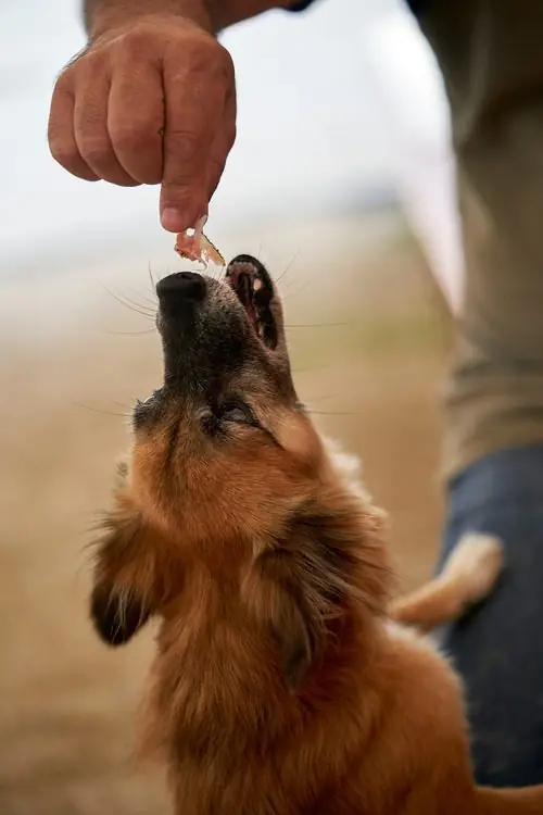 dog-taking-piece-of-ham-from-male-owner