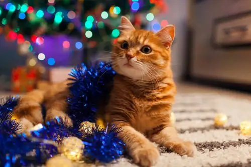 cat-playing-with-blue-decorative-tinsel-in-front-of-christmas-tree