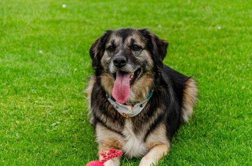 mixed-breed-dog-laying-on-the-grass-and-panting