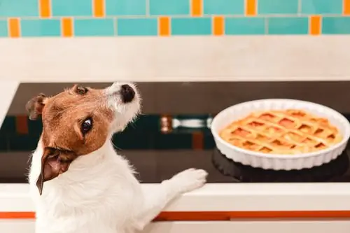 jack-russell-terrier-dog-with-front-paws-on-counter-near-thanksgiving-pie