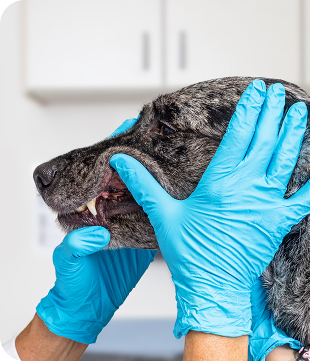 Compassionate veterinary care for pets at Animal Ark Animal Hospital in Franklin, TN