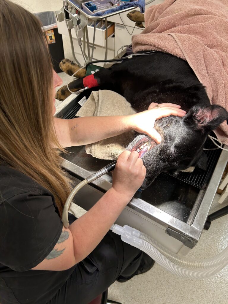 Veterinarian at Animal Ark Animal Hospital providing personalized pet care in Franklin, TN
