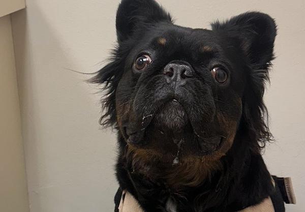 Patient at Animal Ark Animal Hospital