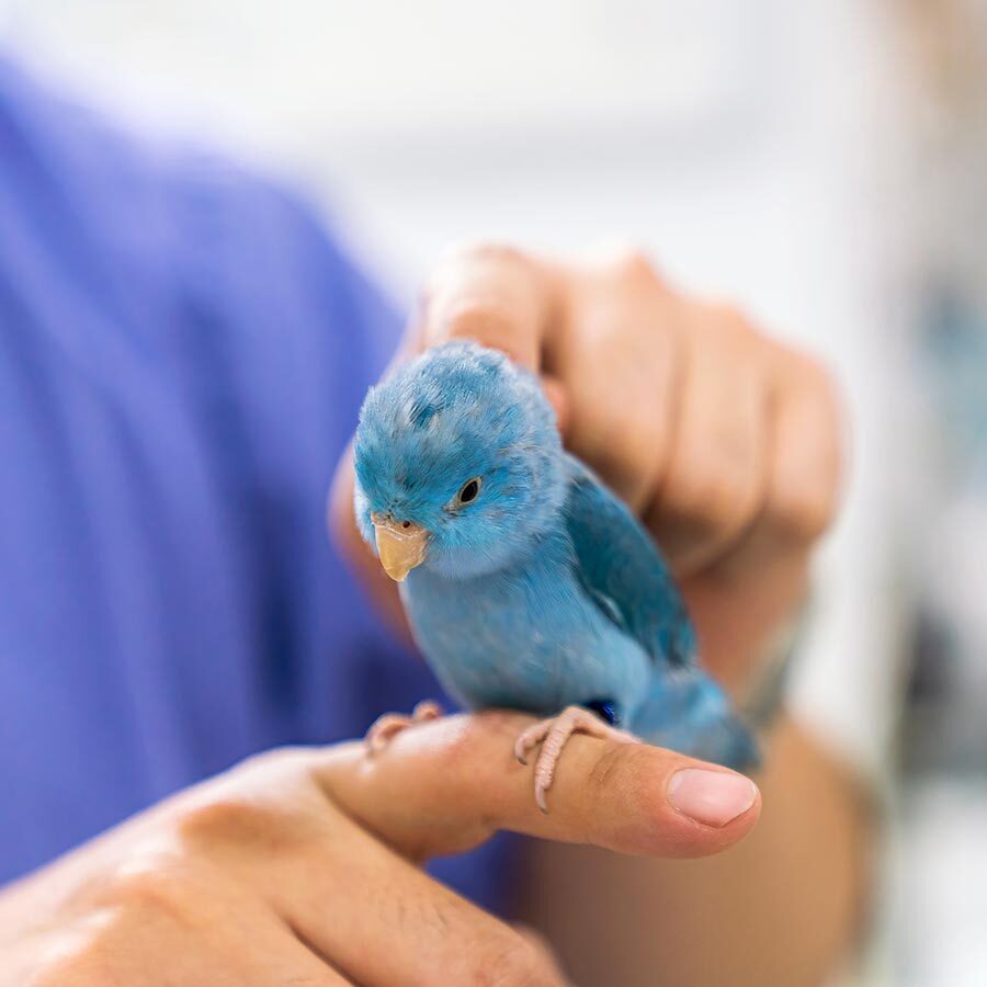 Blue Bird Perched On Doctors Finger Blue Bird Perched On Doctors Finger