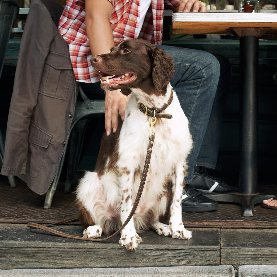 Dog Sitting Outside Restaurant With Owners Dog Sitting Outside Restaurant With Owners